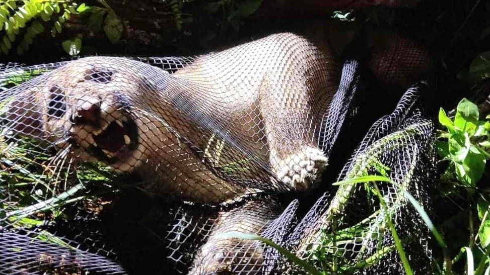 Onça Suçuarana ferida é resgatada no interior de Minas Gerais