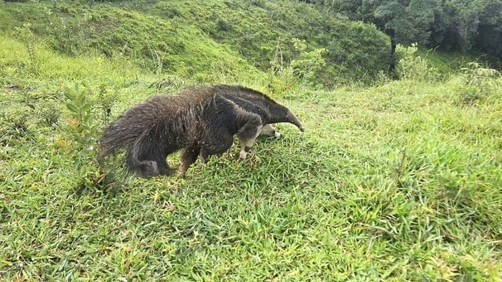 Encontro inesperado: tamanduá invade área residencial em Minas