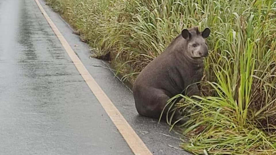 Anta ferida é resgatada ao lado de rodovia em Unaí e levada para recuperação