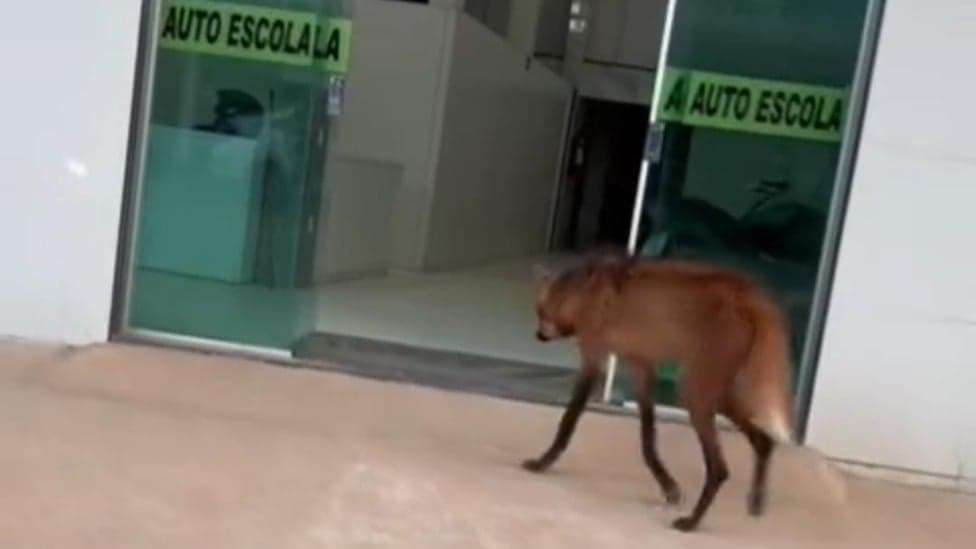 Lobo-Guará é avistado entrando em autoescola e é resgatado no Leste de MG