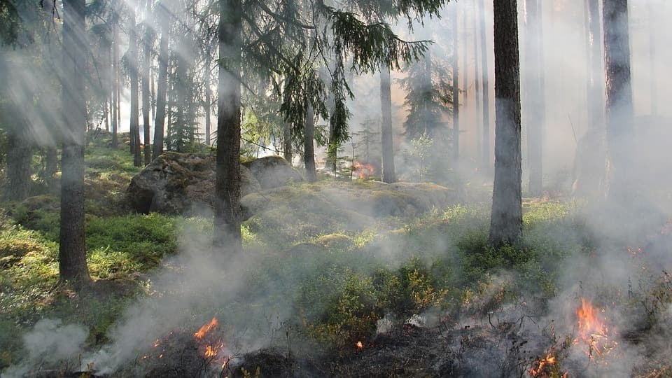 Minas Gerais registra aumento alarmante de incêndios em 2024