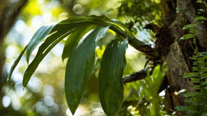 Inhotim descobre nova espécie de orquídea em seu jardim botânico