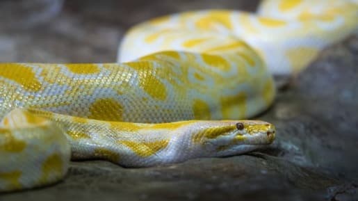 Serpente exótica é entregue à Polícia Militar Ambiental de Ipatinga