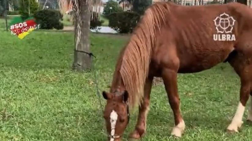 Cavalo Caramelo é resgatado e recebe cuidados especiais na Ulbra