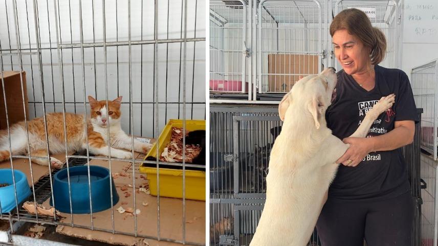 Cães e gatos resgatados das enchentes em Ipatinga aguardam adoção