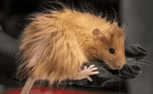 'Camundongo-lanoso': Cientistas Criam Rato Geneticamente Modificado com Pelos de Mamute
